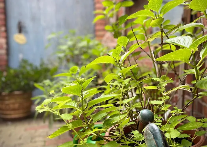 Feriehus - Jeetzehaus *