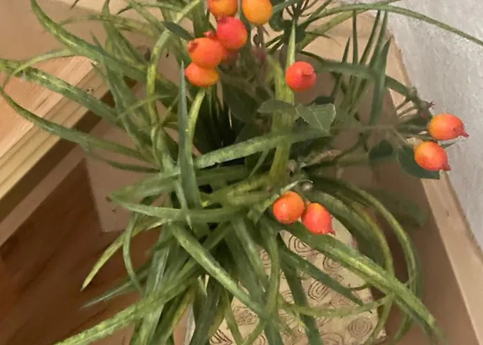 Feriehus - Jeetzehaus